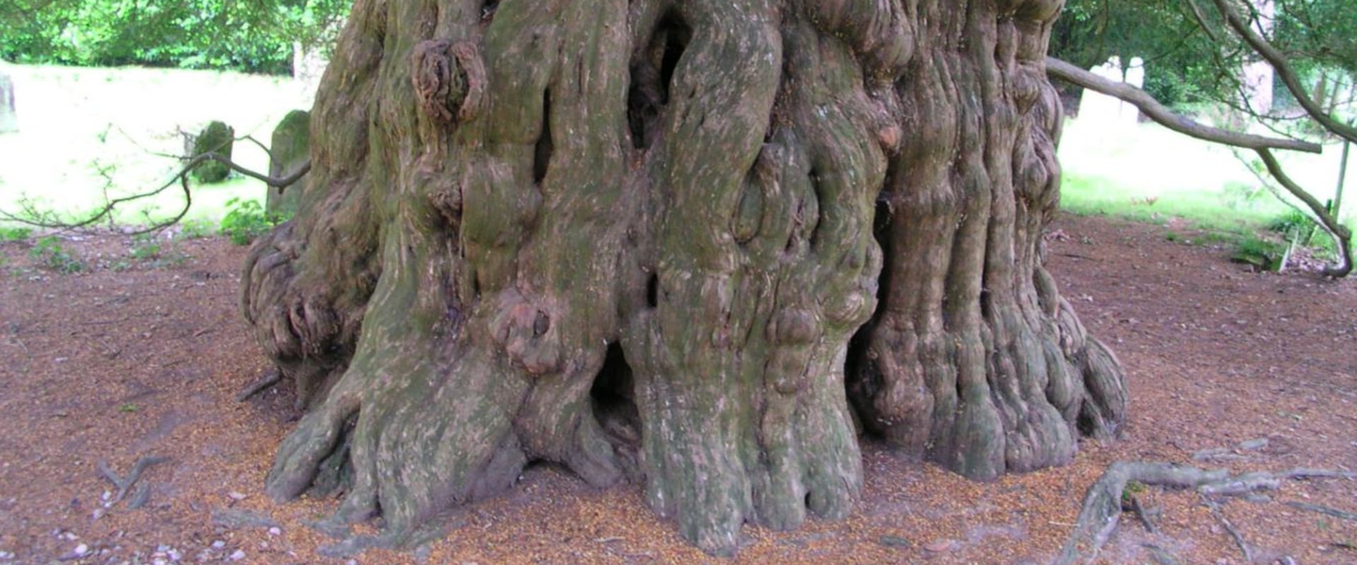 What is considered old for a tree?
