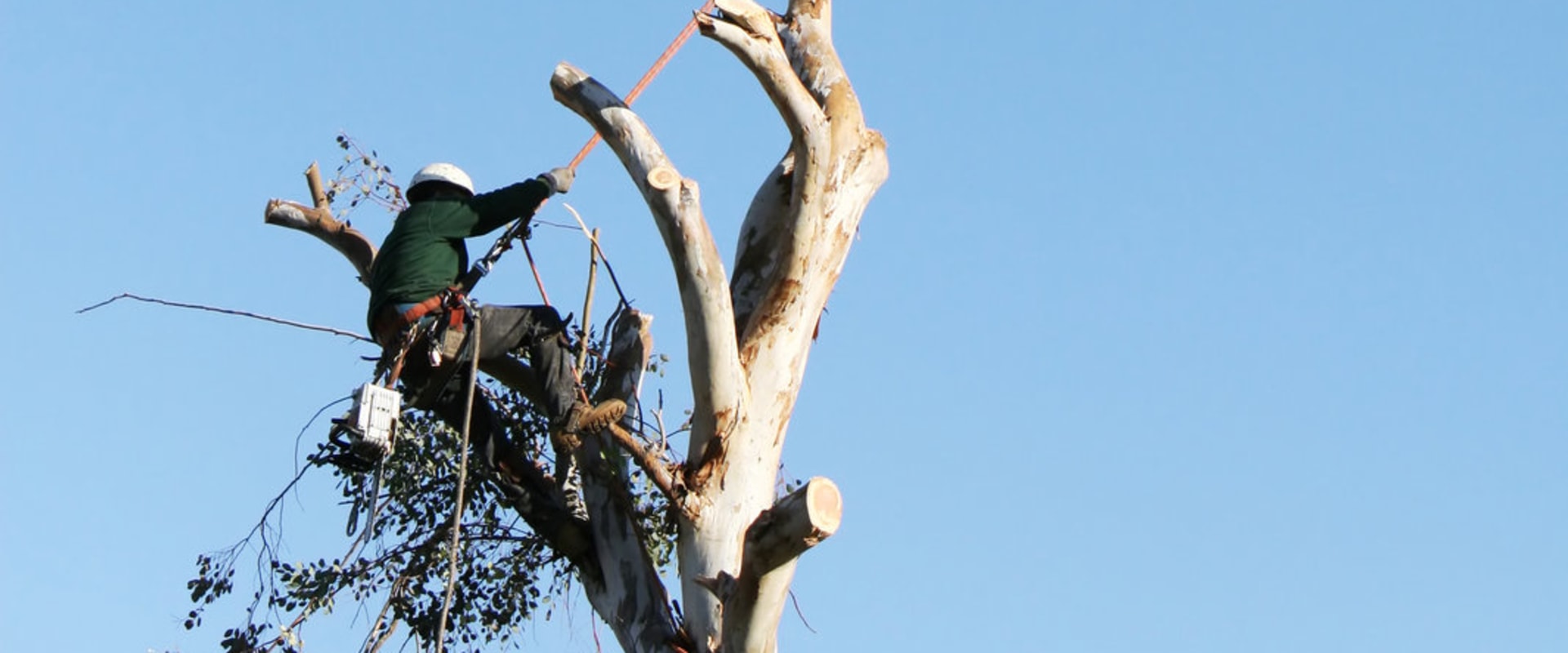 The Benefits Of Hiring A Professional Virginia Arborist For Tree Trimming