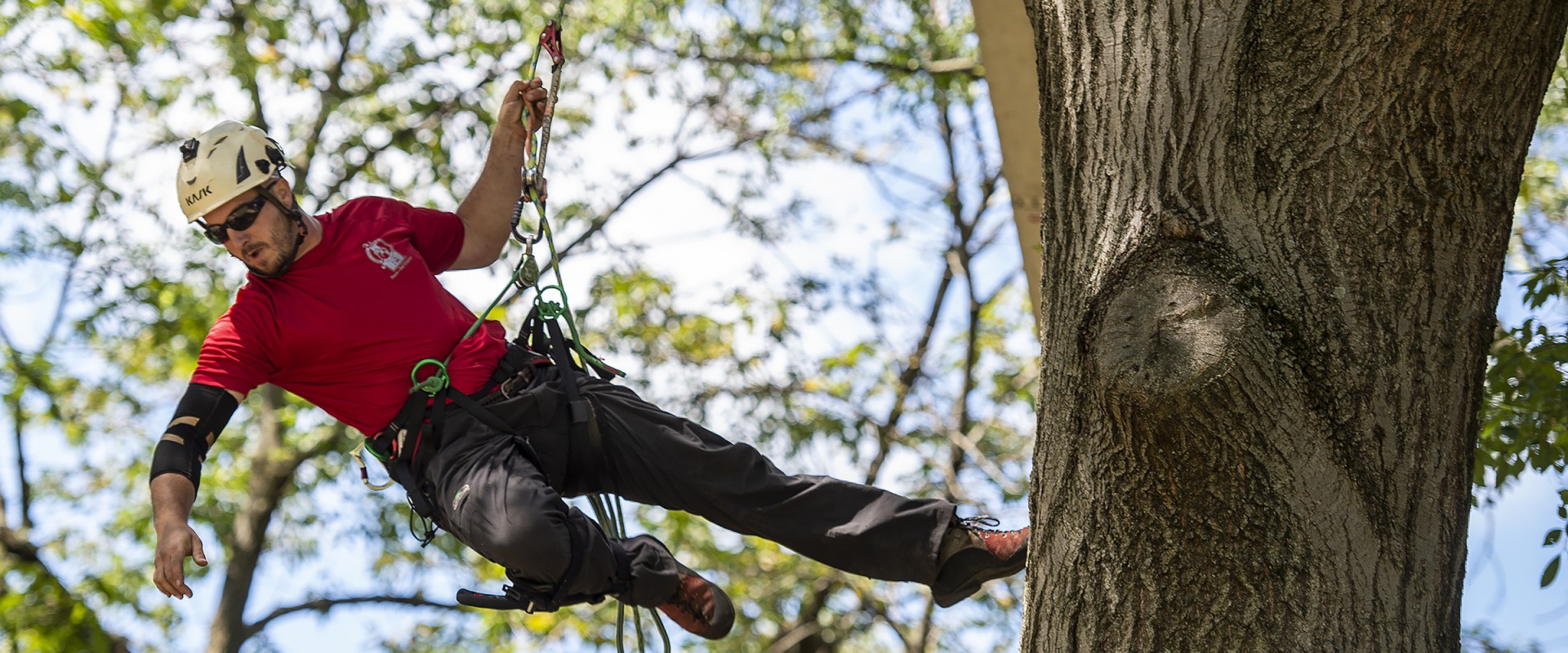 How do tree climbers work?