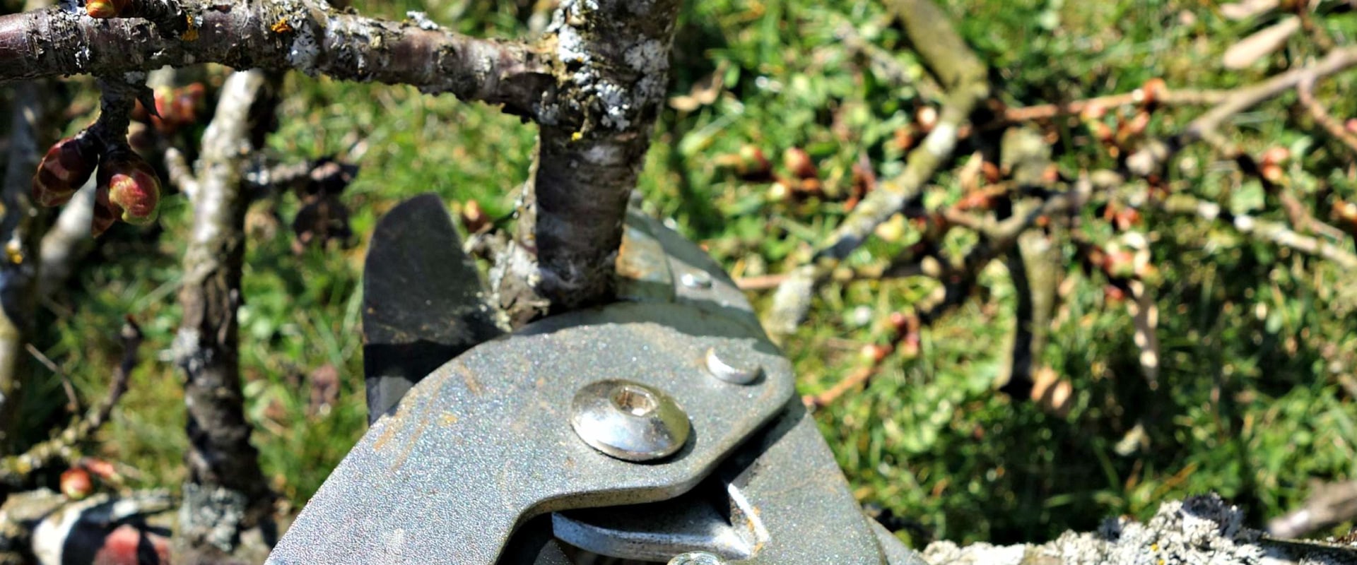 Does trimming a tree help it grow?