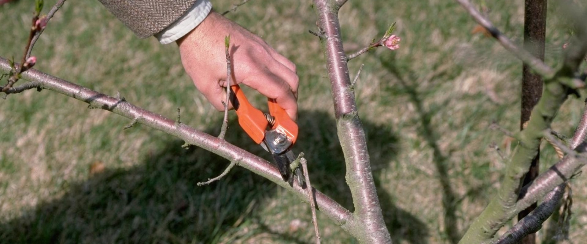 What tool is used to cut tree branches?