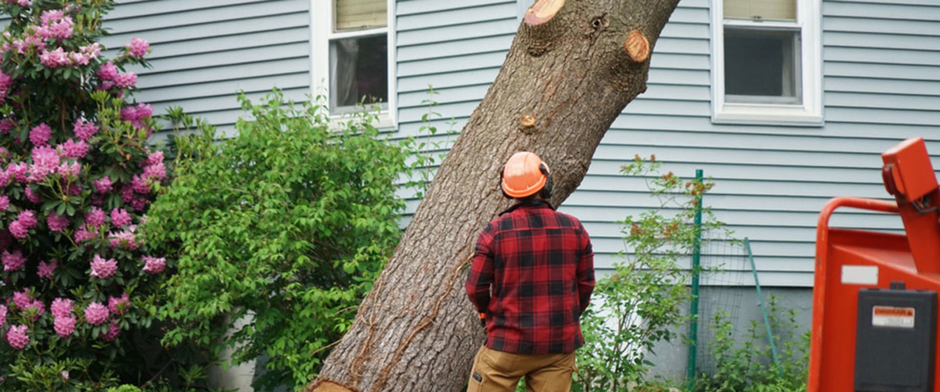 Why is tree work so expensive?