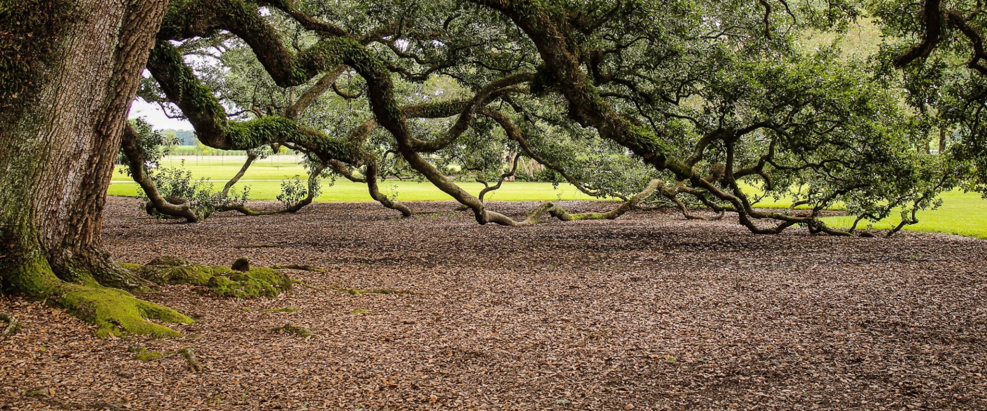 How do you keep old oak trees alive?