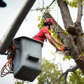 Arborist Tools Strategies for Clearing Areas Used for Bounce House Rentals