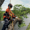 From Demo to Display: Arborist Tools That Steal the Show at Industry Events