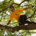 What do climbing arborist do?