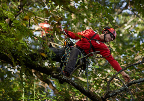 How many master arborists are there?